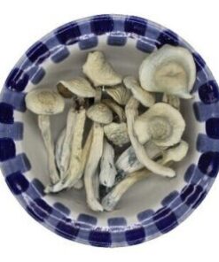 Albino Treasure Coast Magic Mushrooms