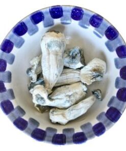 Albino Penis Envy Magic Mushrooms
