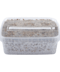 B+ Magic Mushrooms Grow Kit GetMagic