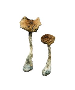 A+ Magic Mushrooms