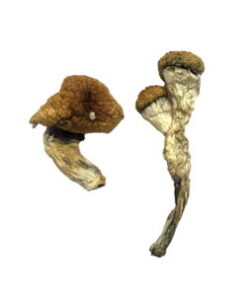 Amazonian Magic Mushrooms