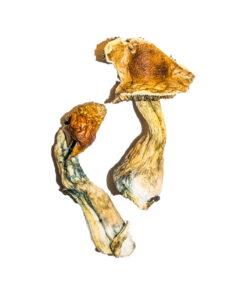 B+ Magic Mushrooms