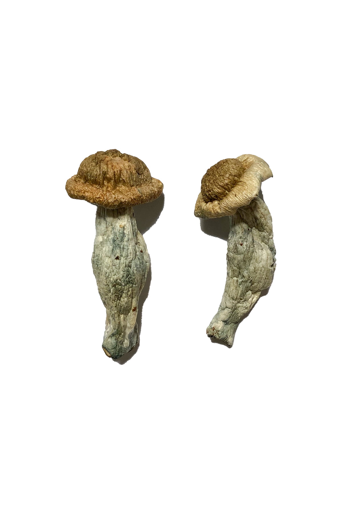 Buy-Shepherds-Cut-Penis-Envy-Mushrooms-Online-3.jpg