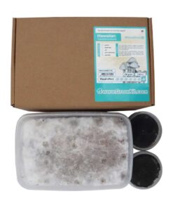 Hawaiian Copelandia Magic Mushroom Grow Kit