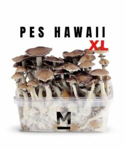 Hawaiian PES Magic Mushroom Grow Kit XL