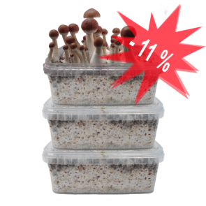 Three Magic Mushroom Grow kits Special Offer