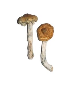 Tidal Wave Magic Mushroom
