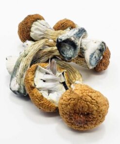 Yeti Magic Mushroom
