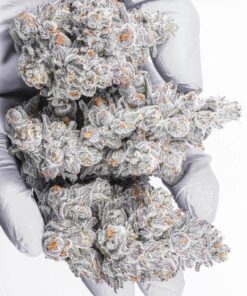 Apple Fritter