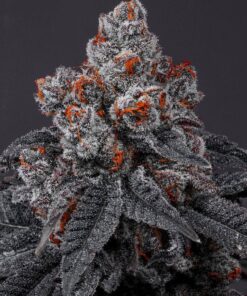 Tropicana Cherry Feminized Cannabis Seeds